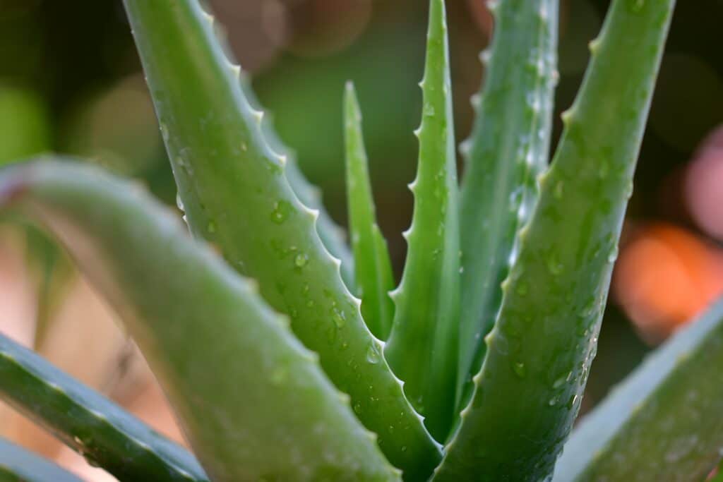 aloe vera mani secche e screpolate