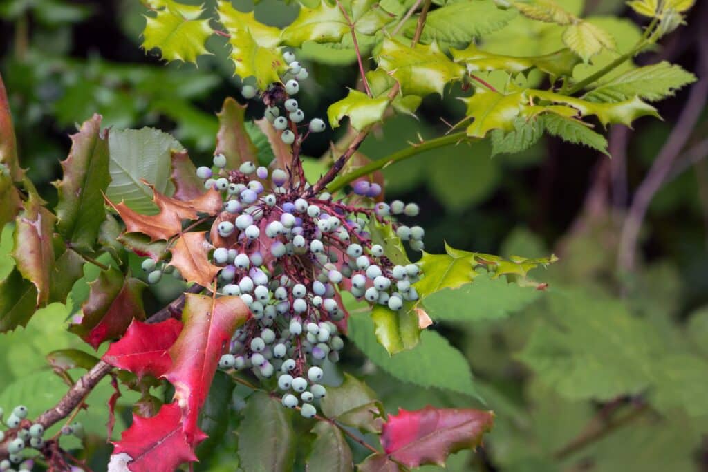 uva oregon rimedio naturale psoriasi