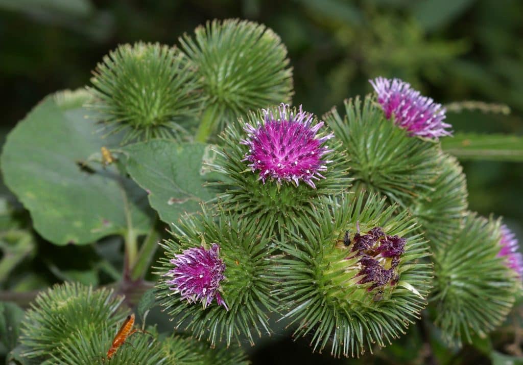 bardana rimedio naturale psoriasi